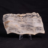 MOUNT MCGRATH STROMATOLITE, Lower Proterozoic, Australia ZMG021