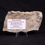 MOUNT MCGRATH STROMATOLITE, Lower Proterozoic, Australia ZMG021
