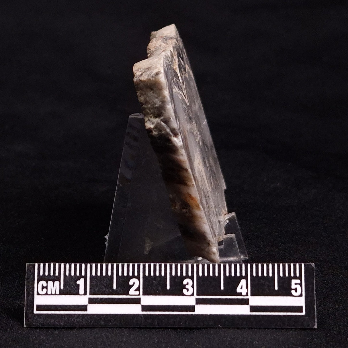 MOUNT MCGRATH STROMATOLITE, Lower Proterozoic, Australia ZMG021