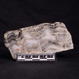 MOUNT MCGRATH STROMATOLITE, Lower Proterozoic, Australia ZMG022