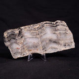 MOUNT MCGRATH STROMATOLITE, Lower Proterozoic, Australia ZMG022