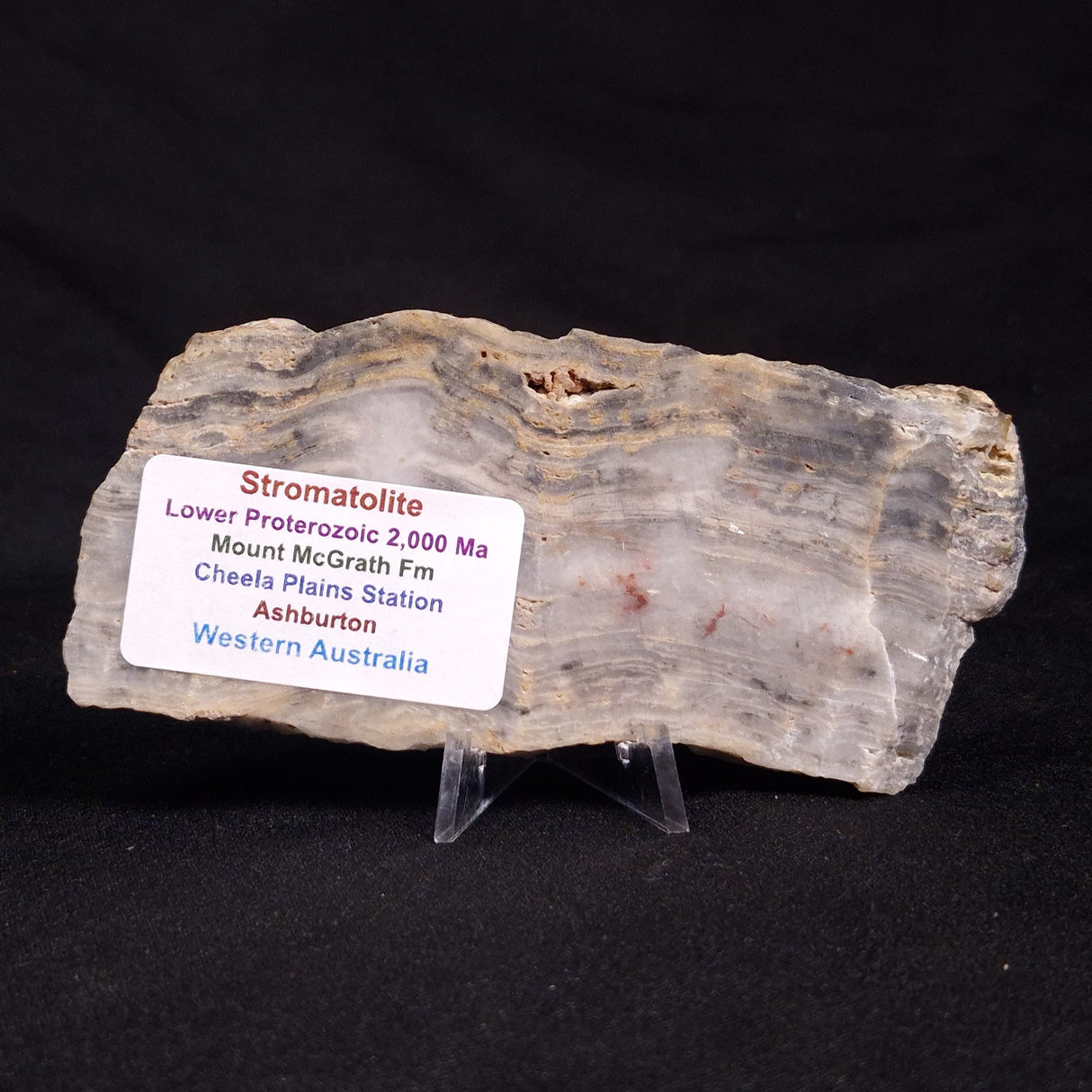 MOUNT MCGRATH STROMATOLITE, Lower Proterozoic, Australia ZMG022