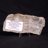 MOUNT MCGRATH STROMATOLITE, Lower Proterozoic, Australia ZMG022