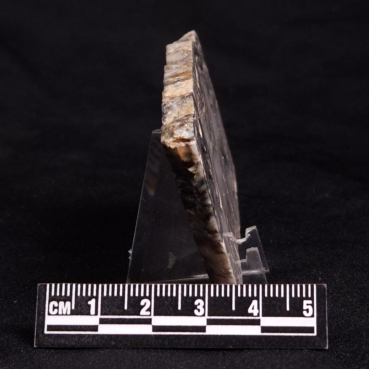 MOUNT MCGRATH STROMATOLITE, Lower Proterozoic, Australia ZMG022