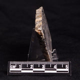 MOUNT MCGRATH STROMATOLITE, Lower Proterozoic, Australia ZMG022