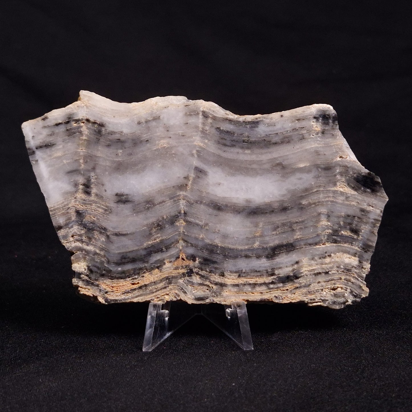 MOUNT MCGRATH STROMATOLITE, Lower Proterozoic, Australia ZMG023