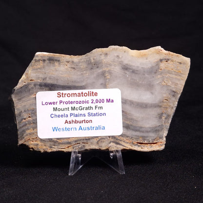 MOUNT MCGRATH STROMATOLITE, Lower Proterozoic, Australia ZMG023