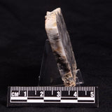 MOUNT MCGRATH STROMATOLITE, Lower Proterozoic, Australia ZMG023