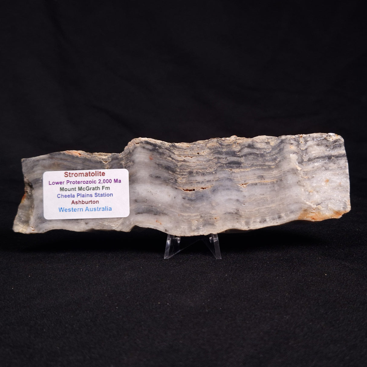 MOUNT MCGRATH STROMATOLITE, Lower Proterozoic, Australia ZMG024
