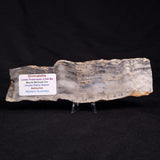 MOUNT MCGRATH STROMATOLITE, Lower Proterozoic, Australia ZMG024