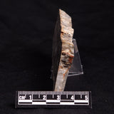 MOUNT MCGRATH STROMATOLITE, Lower Proterozoic, Australia ZMG024