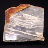 MOUNT MCGRATH STROMATOLITE, Lower Proterozoic, Australia ZMG025
