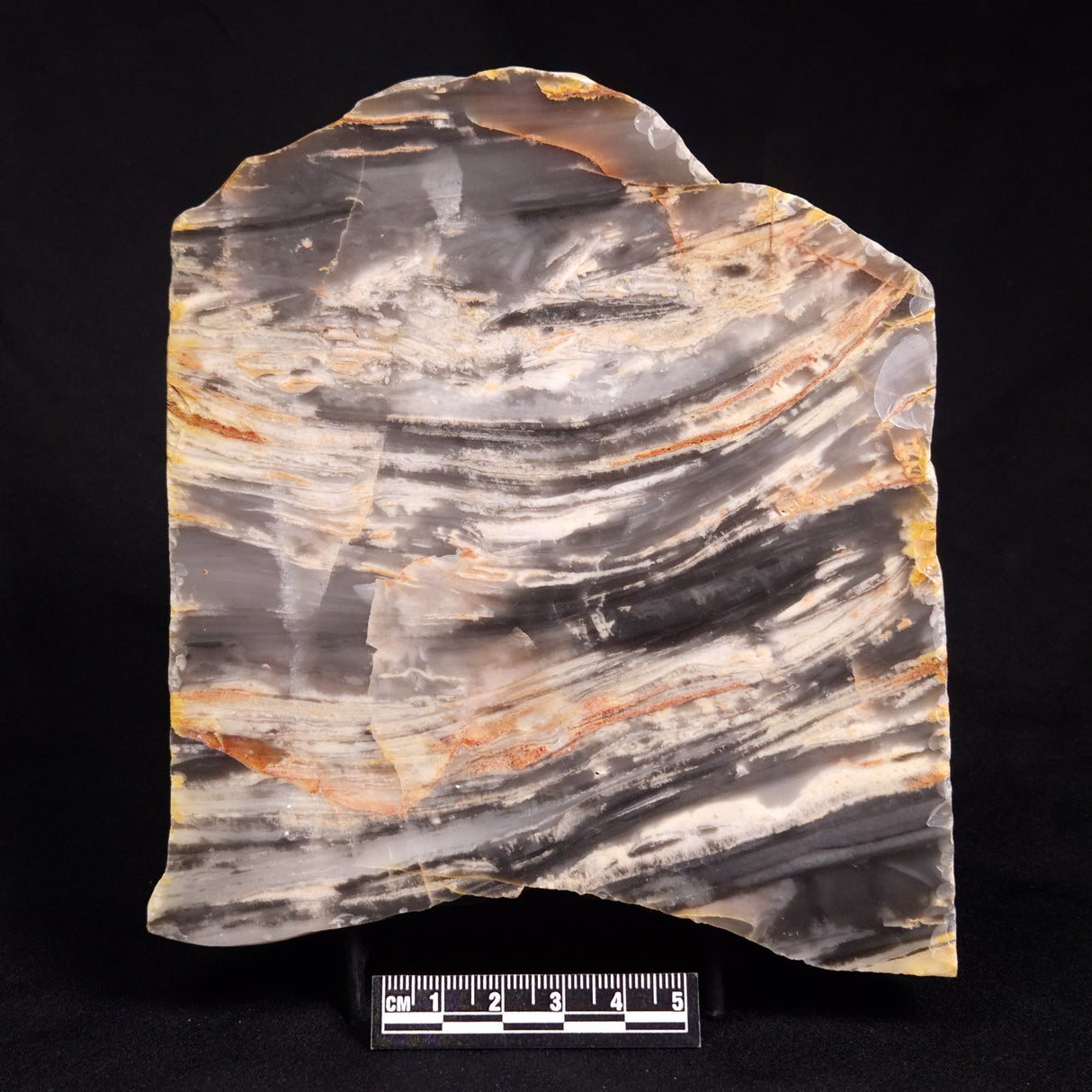 MOUNT MCGRATH STROMATOLITE, Lower Proterozoic, Australia ZMG026
