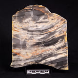 MOUNT MCGRATH STROMATOLITE, Lower Proterozoic, Australia ZMG026