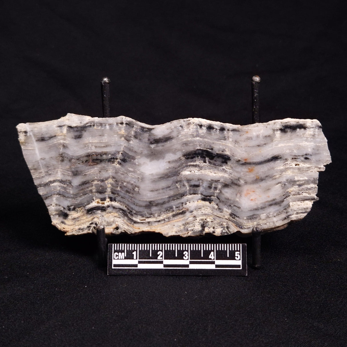 MOUNT MCGRATH STROMATOLITE, Lower Proterozoic, Australia ZMG027