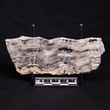 MOUNT MCGRATH STROMATOLITE, Lower Proterozoic, Australia ZMG027