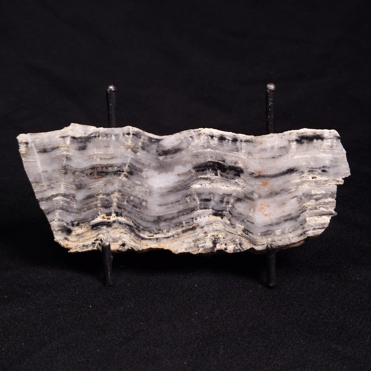 MOUNT MCGRATH STROMATOLITE, Lower Proterozoic, Australia ZMG027