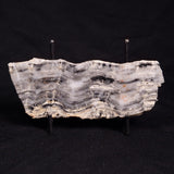 MOUNT MCGRATH STROMATOLITE, Lower Proterozoic, Australia ZMG027