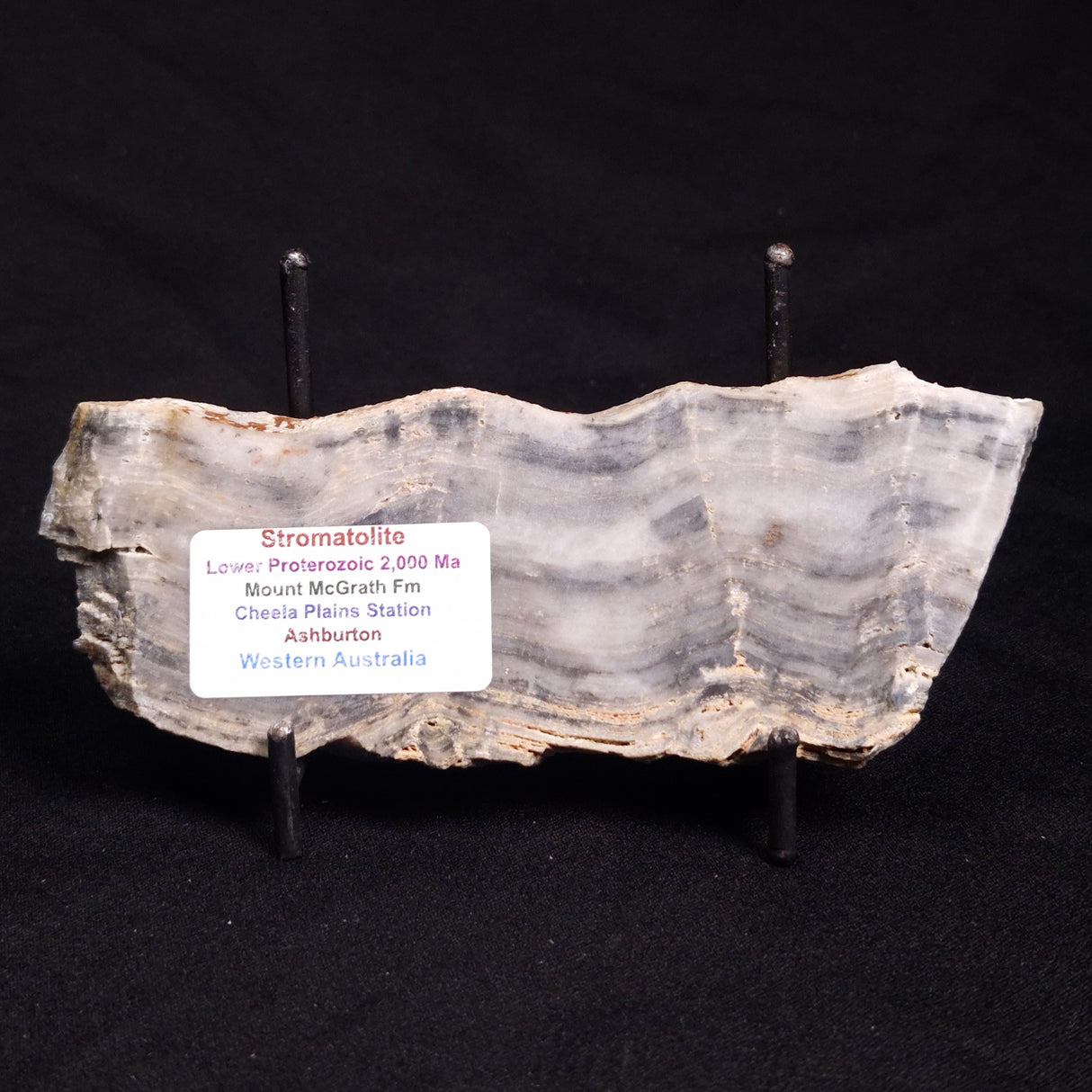 MOUNT MCGRATH STROMATOLITE, Lower Proterozoic, Australia ZMG027
