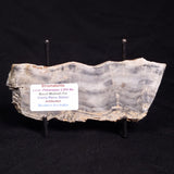 MOUNT MCGRATH STROMATOLITE, Lower Proterozoic, Australia ZMG027