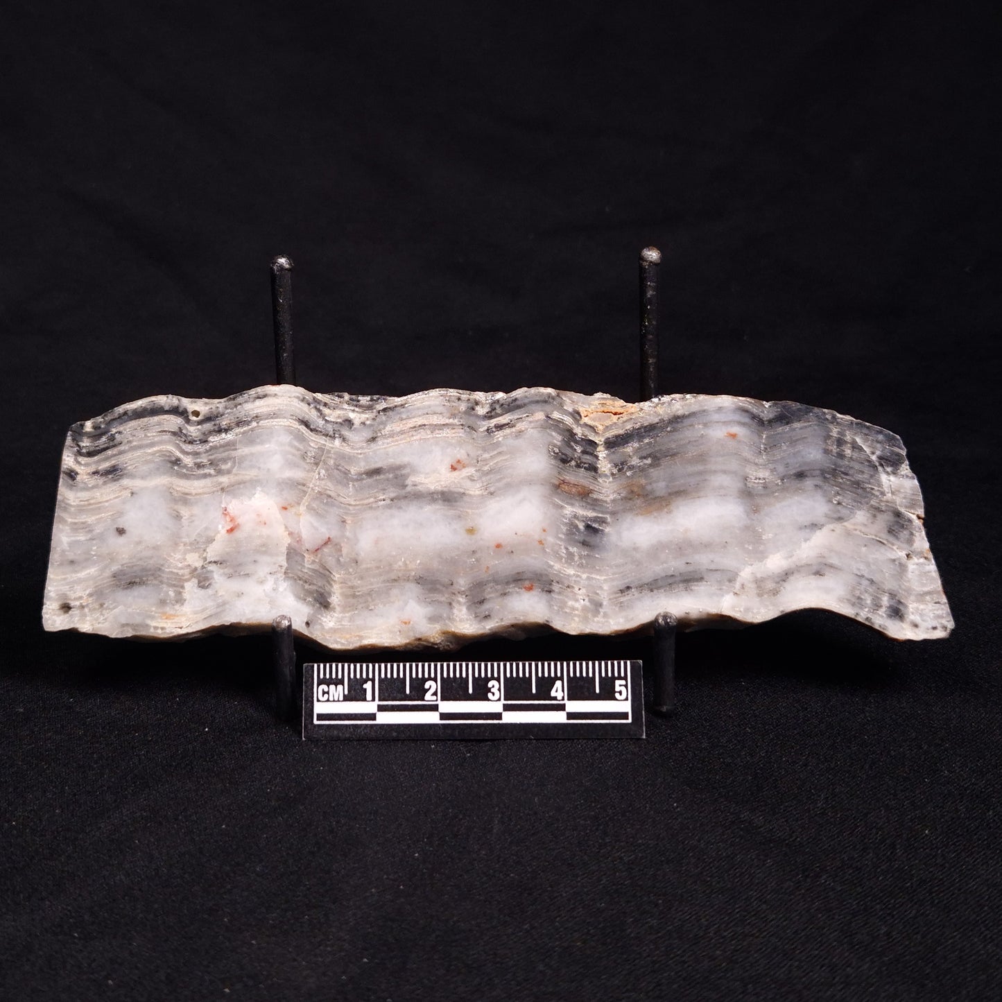 MOUNT MCGRATH STROMATOLITE, Lower Proterozoic, Australia ZMG028