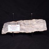 MOUNT MCGRATH STROMATOLITE, Lower Proterozoic, Australia ZMG028
