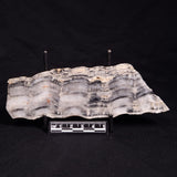 MOUNT MCGRATH STROMATOLITE, Lower Proterozoic, Australia ZMG029