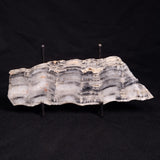 MOUNT MCGRATH STROMATOLITE, Lower Proterozoic, Australia ZMG029