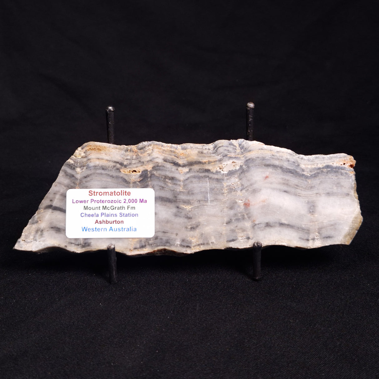 MOUNT MCGRATH STROMATOLITE, Lower Proterozoic, Australia ZMG029