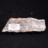 MOUNT MCGRATH STROMATOLITE, Lower Proterozoic, Australia ZMG029