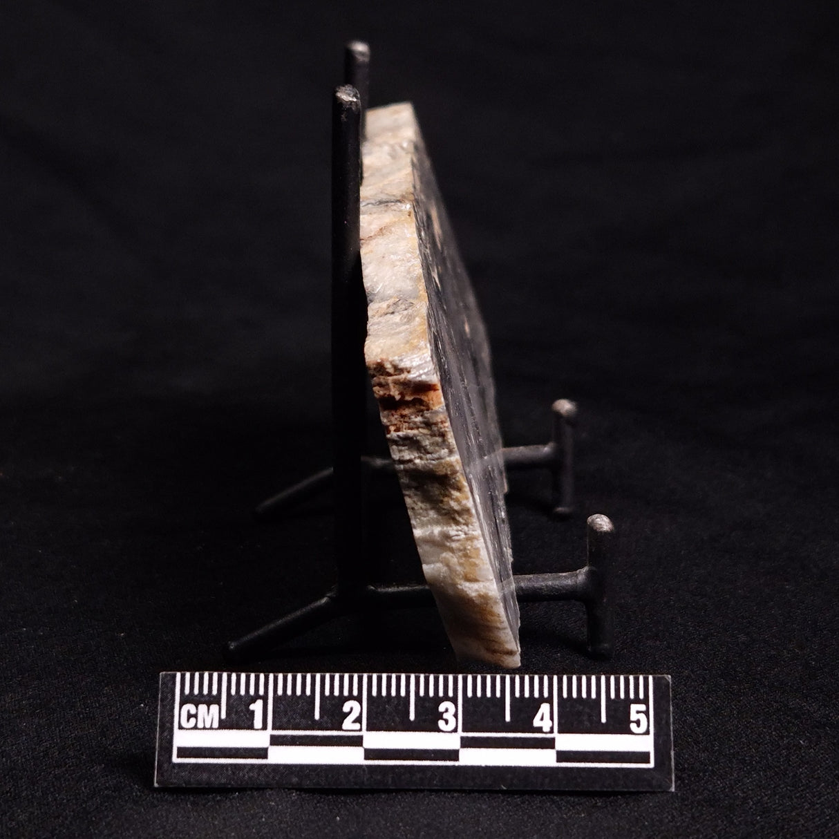 MOUNT MCGRATH STROMATOLITE, Lower Proterozoic, Australia ZMG029