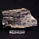 MOUNT MCGRATH STROMATOLITE, Lower Proterozoic, Australia ZMG030