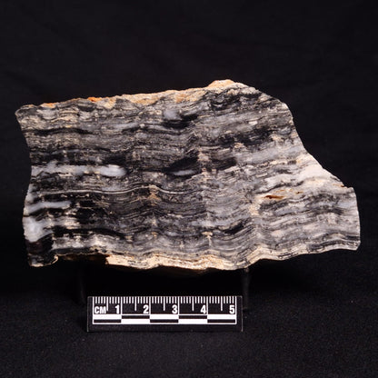 MOUNT MCGRATH STROMATOLITE, Lower Proterozoic, Australia ZMG030