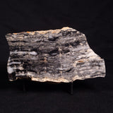 MOUNT MCGRATH STROMATOLITE, Lower Proterozoic, Australia ZMG030