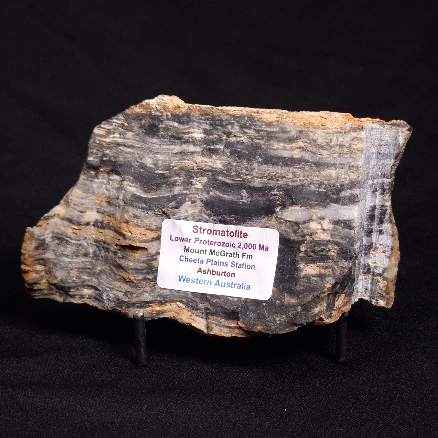 MOUNT MCGRATH STROMATOLITE, Lower Proterozoic, Australia ZMG030
