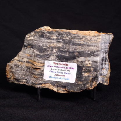 MOUNT MCGRATH STROMATOLITE, Lower Proterozoic, Australia ZMG030