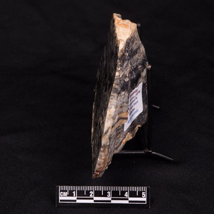 MOUNT MCGRATH STROMATOLITE, Lower Proterozoic, Australia ZMG030