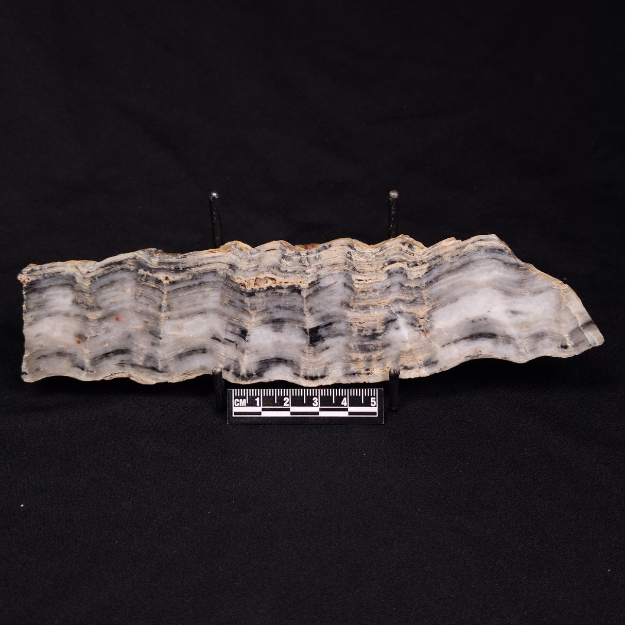 MOUNT MCGRATH STROMATOLITE, Lower Proterozoic, Australia ZMG031