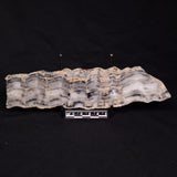 MOUNT MCGRATH STROMATOLITE, Lower Proterozoic, Australia ZMG031