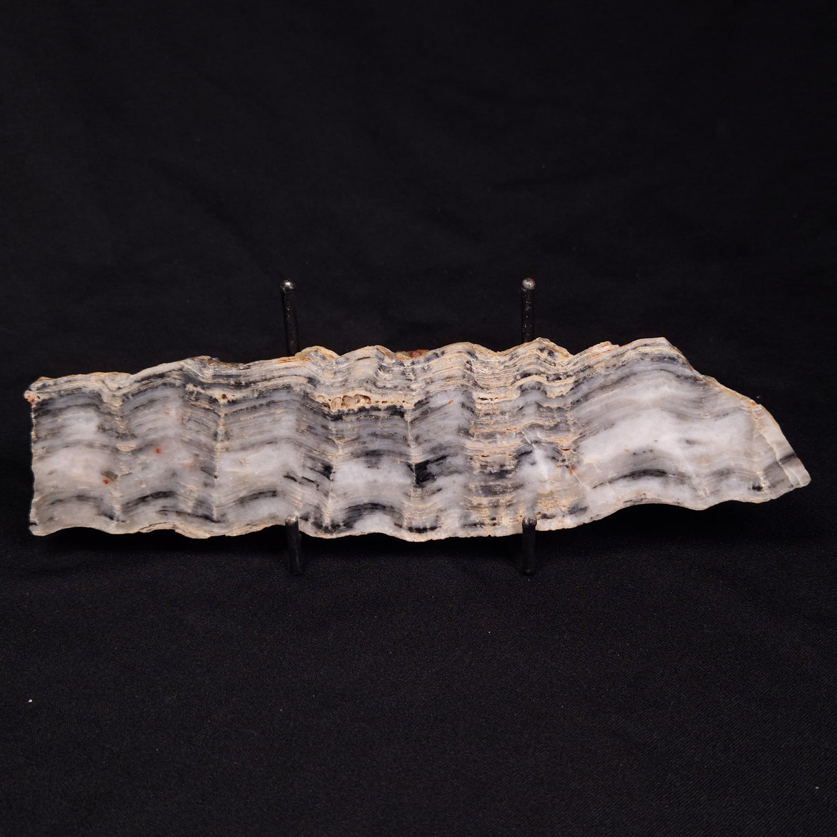 MOUNT MCGRATH STROMATOLITE, Lower Proterozoic, Australia ZMG031