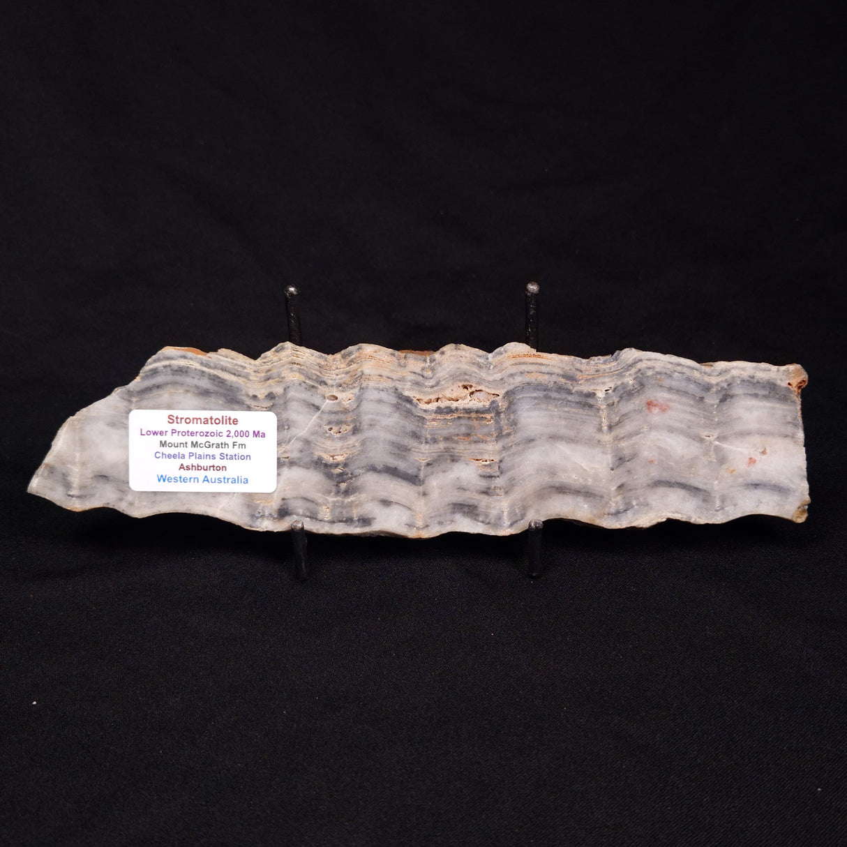 MOUNT MCGRATH STROMATOLITE, Lower Proterozoic, Australia ZMG031