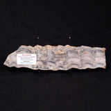 MOUNT MCGRATH STROMATOLITE, Lower Proterozoic, Australia ZMG031