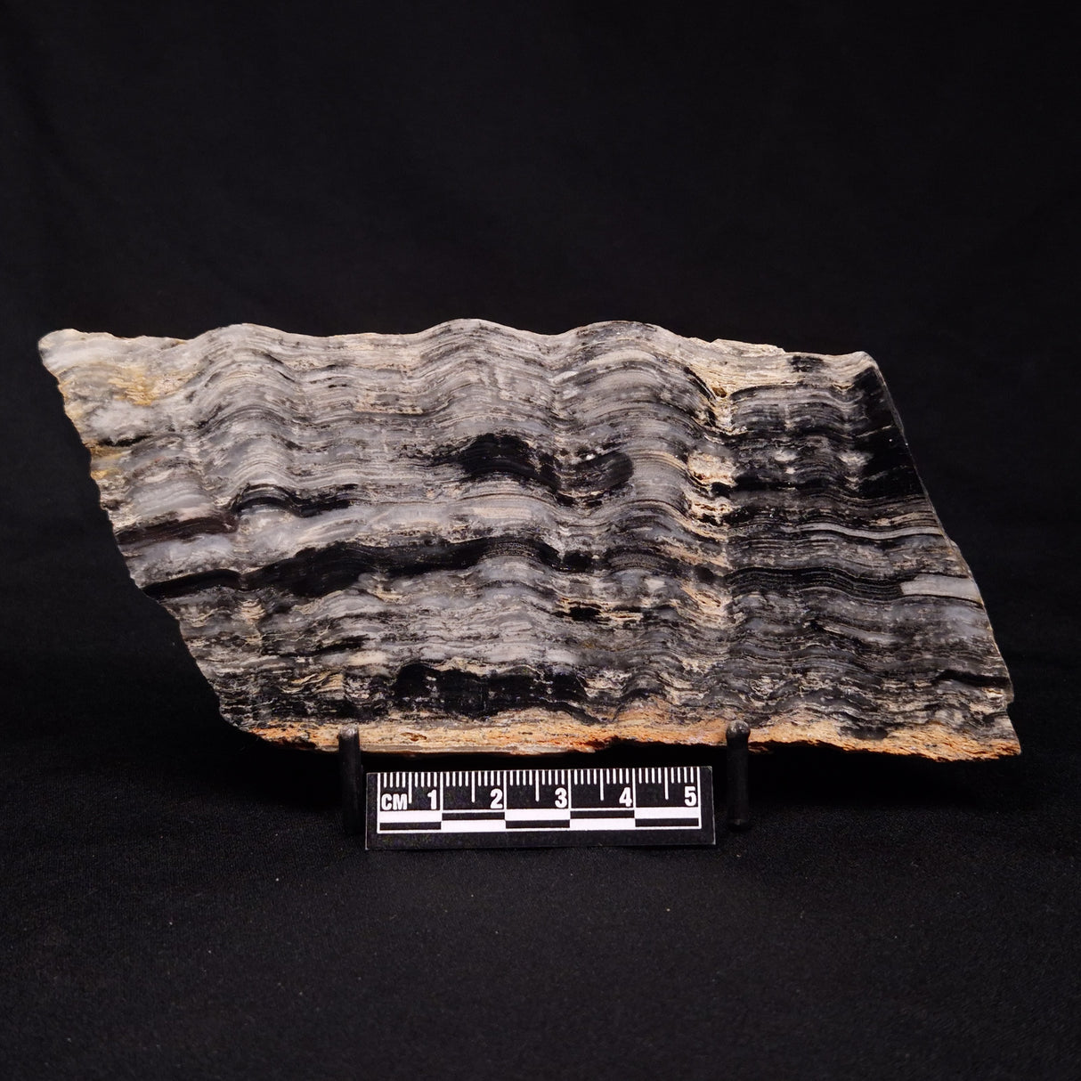 MOUNT MCGRATH STROMATOLITE, Lower Proterozoic, Australia ZMG032