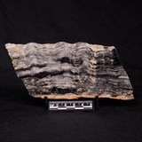 MOUNT MCGRATH STROMATOLITE, Lower Proterozoic, Australia ZMG032