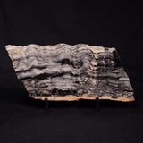 MOUNT MCGRATH STROMATOLITE, Lower Proterozoic, Australia ZMG032