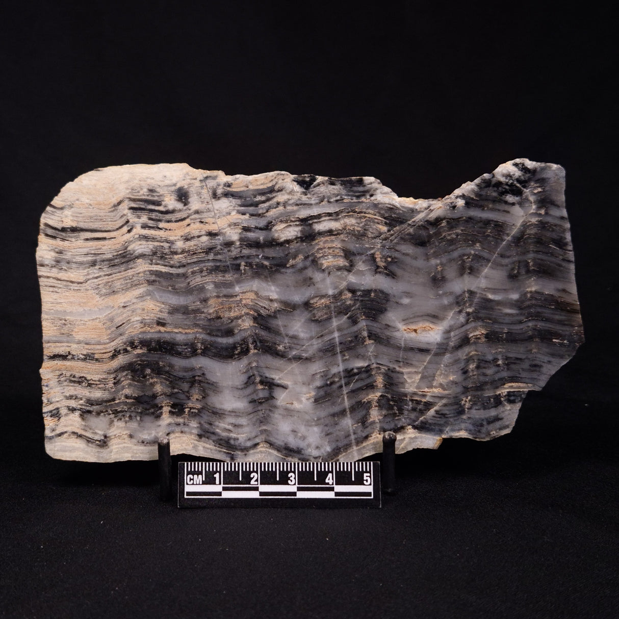 MOUNT MCGRATH STROMATOLITE, Lower Proterozoic, Australia ZMG033