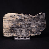 MOUNT MCGRATH STROMATOLITE, Lower Proterozoic, Australia ZMG033