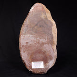 ACACIELLA AUSTRALICA STROMATOLITE, Proterozoic, Australia ZAA002