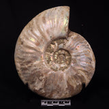 AMMONITE, Cretaceous, Madagascar XAM001