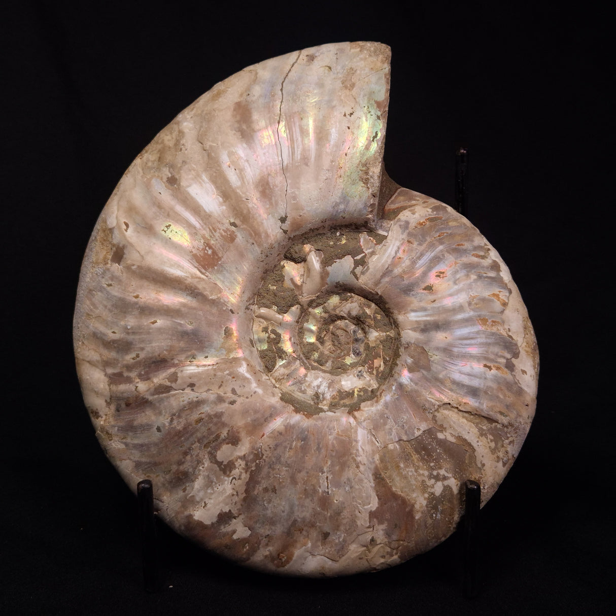 AMMONITE, Cretaceous, Madagascar XAM001